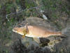 Butterfish in the Eastern Cape