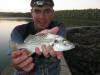 Spotted Grunter in kariega river