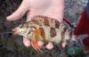 Red Fingers Fish from South Africa