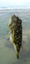 Evil Eyed Puffer Fish Caught While Float Fishing