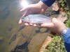 Small Rainbow Trout caught on an olive red eye damsel