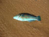 Rainbow Wrasse on the beach