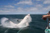 Great White Shark (Blue Pointer) breaching