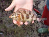 The beautiful Red Fingers reef fish