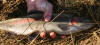 Beautiful Rainbow Trout South Africa