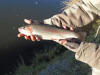 Beautifully coloured Rainbow Trout