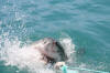 South Africa's King Predator Fish: Great White Shark