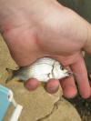 River bream in the kariega river