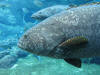 A close up of a Brindle Bass at ushaka marine world