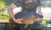 Mirror Carp, caught in England