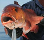 Twin Spot (Red Bohar) Snapper