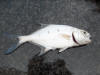 Largespot Pompano (Wave Garrick, Moon Fish)