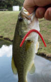Largemouth Bass falls prey to a Macarthy red worm