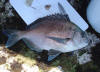 1.7 kilogram Bronze Bream (Blue Fish) caught in the Eastern Cape