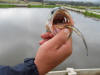 Largemouth Bass falls prey to a gold glitter fluke