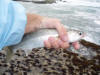 Large Flathead Mullet caught on chokka