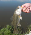 Largemouth Bass caught on a yellow curly tail