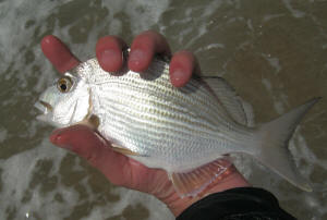 Natal Stumpnose ready for release