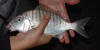 A large Sand Steenbras caught on sardine