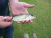 Largemouth Bass In South Africa