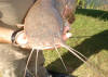 Close Up Of Barbel (Sharptooth Catfish) head
