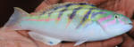 Sixbar Wrasse