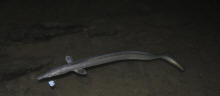 Eels often swim in shallow water during night time