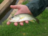 Juvenile Largemouth Bass Fingerling