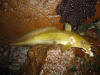 Eel Tail Catfish barbel