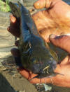 Common Rock Catfish (Austroglanis sclateri)