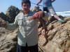 Brown Shyshark caught at Roman Rocks