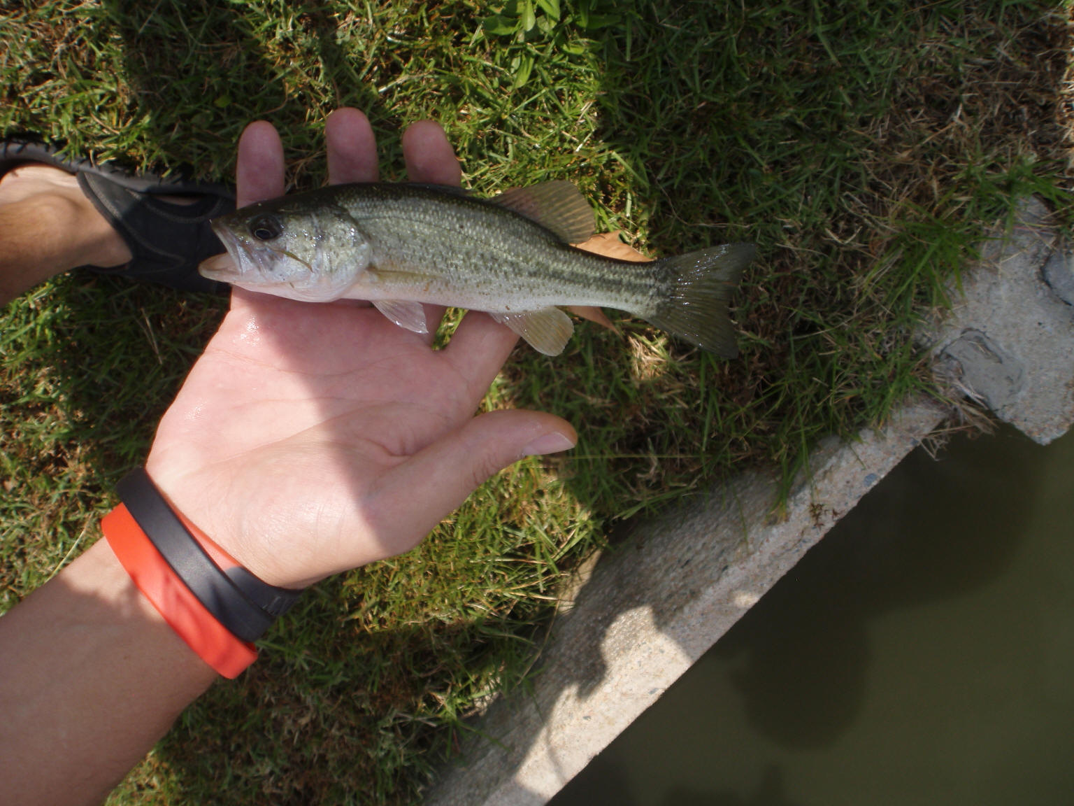 South African Largemouth Bass Pictures & Photographs