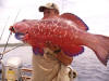 Marbled Coral Rockcod (Grouper)