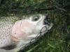 Rainbow trout ready to be released