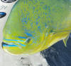 Beautiful Bull Dorado